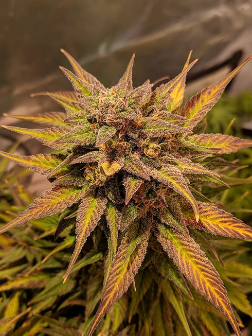 Top Shelf Elite Seeds - Auto Pineapple Crack
